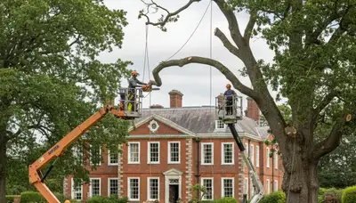 Tree service crew trimming trees in Highland Park, IL for safe, professional property care