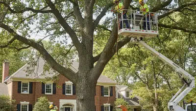 Tree service crew in Highland Park, IL providing professional tree care and removal services