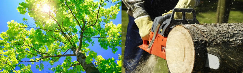 Tree Services Fort Sheridan