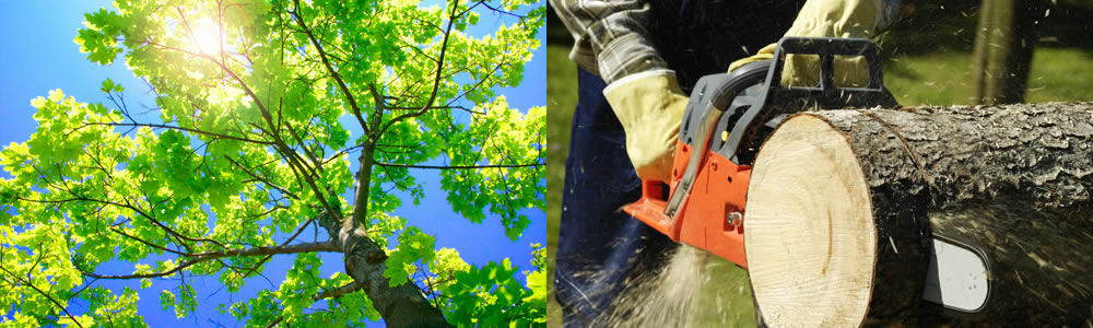 Tree Services Glencoe